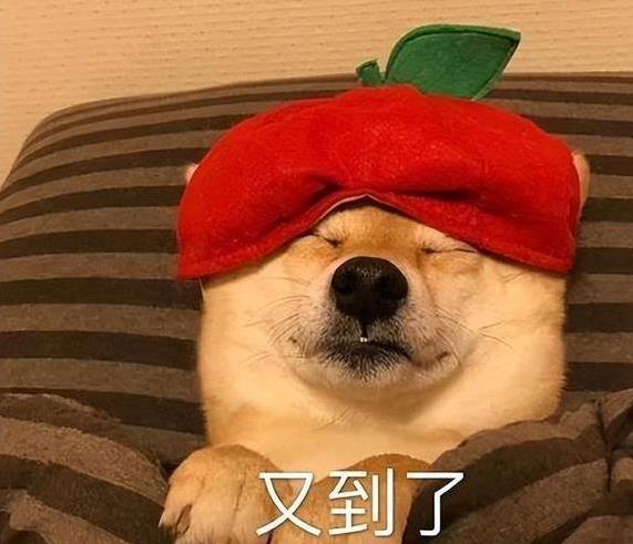 点点策略网 狗狗半夜挤上床，黏着你睡不撒手，背后心思你猜对没？