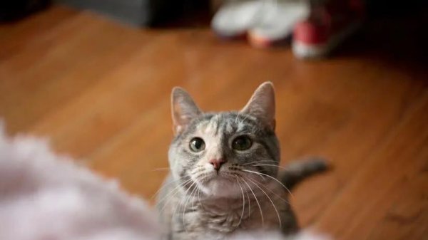 美港通证券 圆脸英短超萌，布偶猫像暖宝宝，哪款猫咪最戳你心？